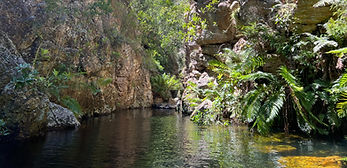 Fern Pool_edited.jpg