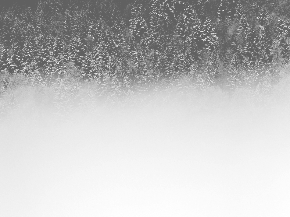 雪の森の風景