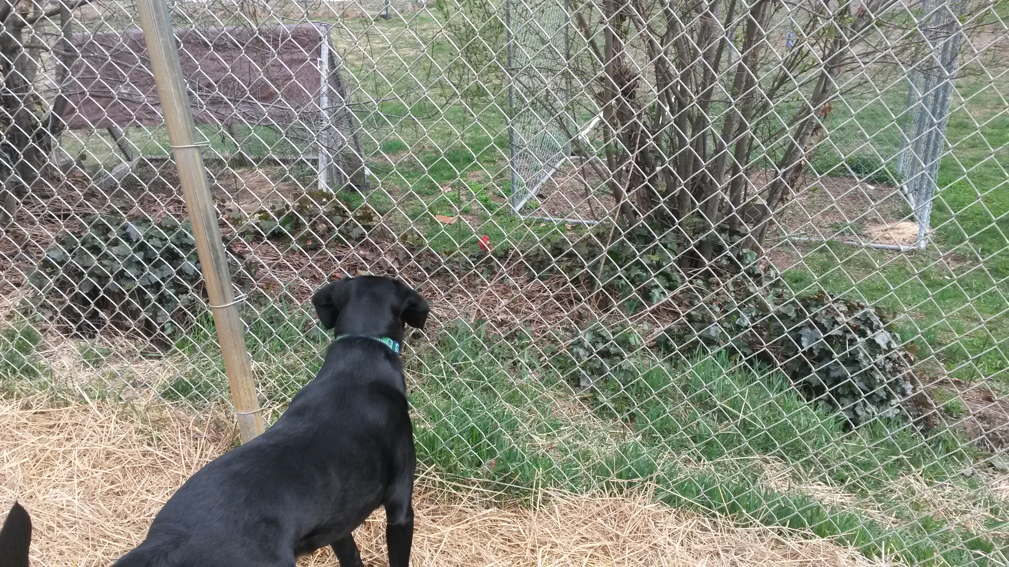 Gus