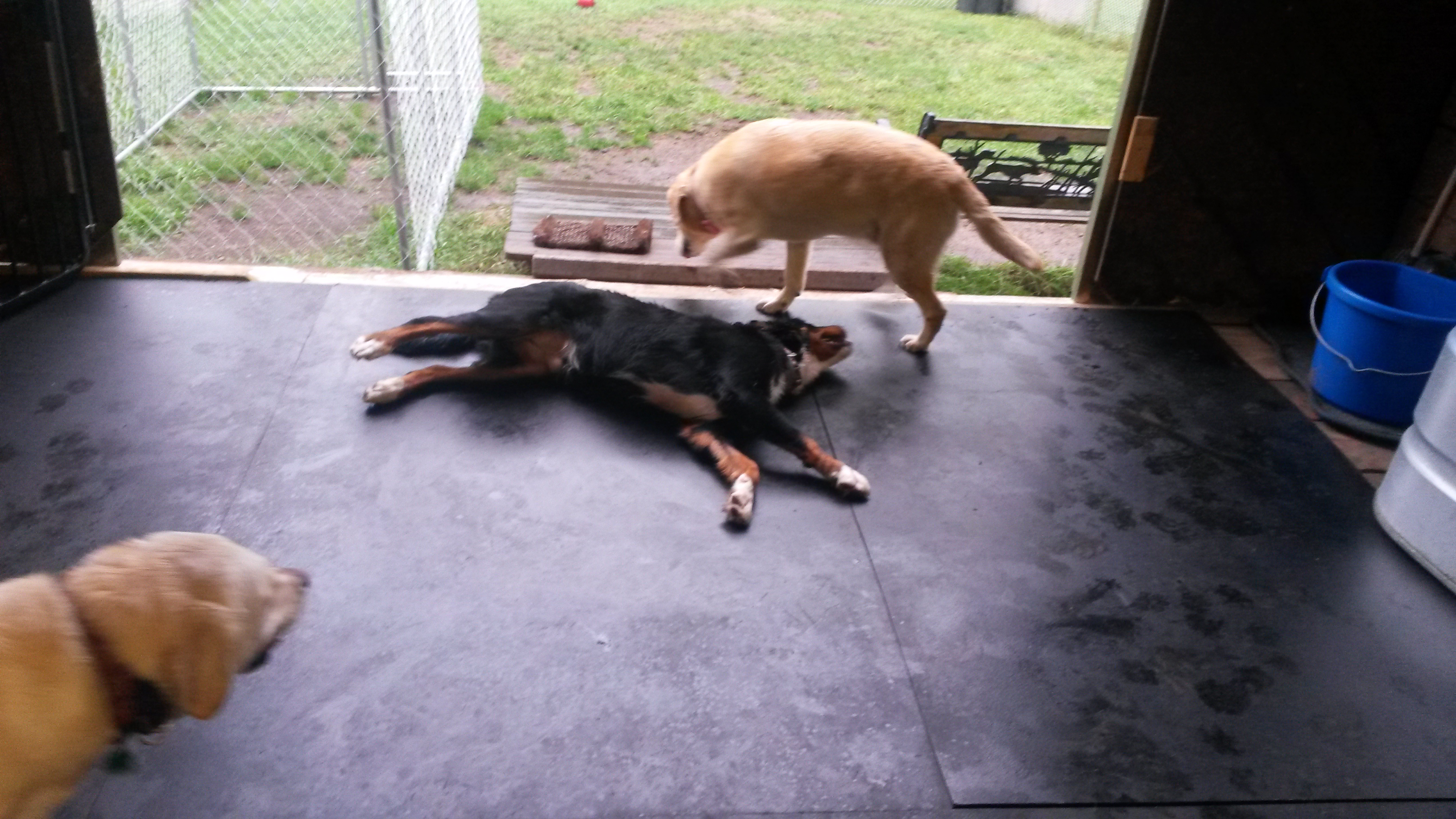 Ruff Life
