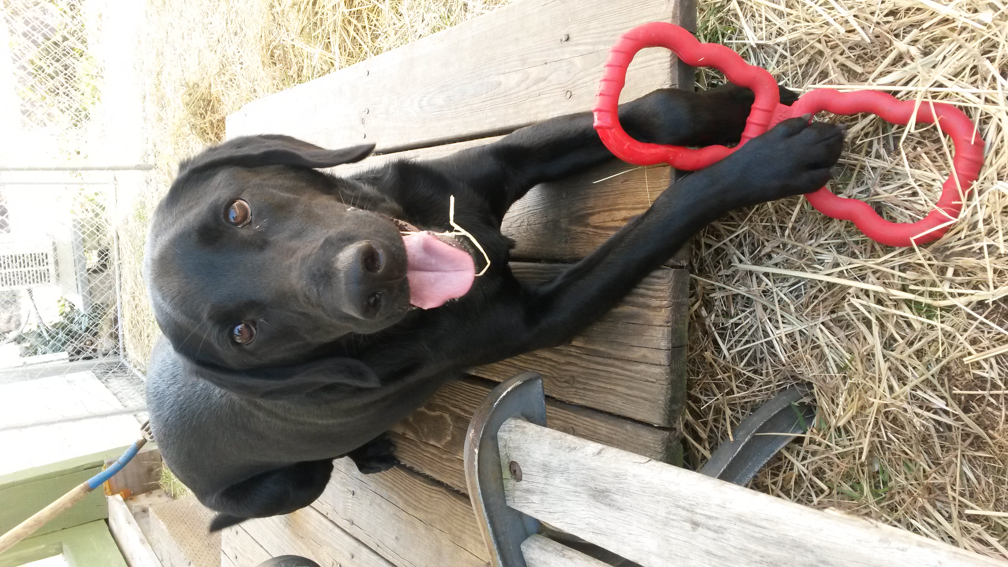 Gus