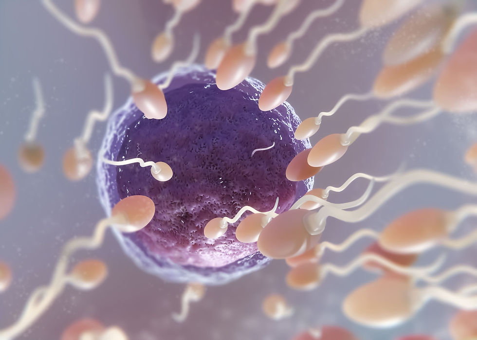 Embriões: Euploide, Mosaico e Aneuploide