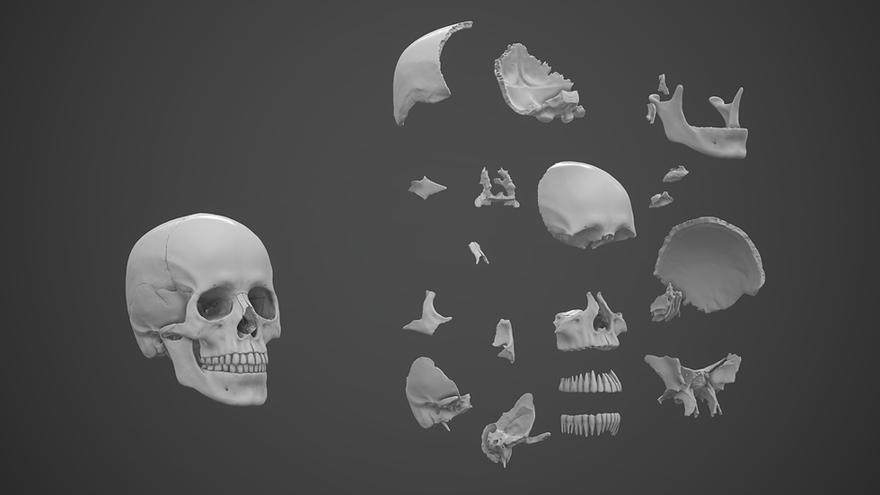 Thumbnail: Human Skull Highly Detailed