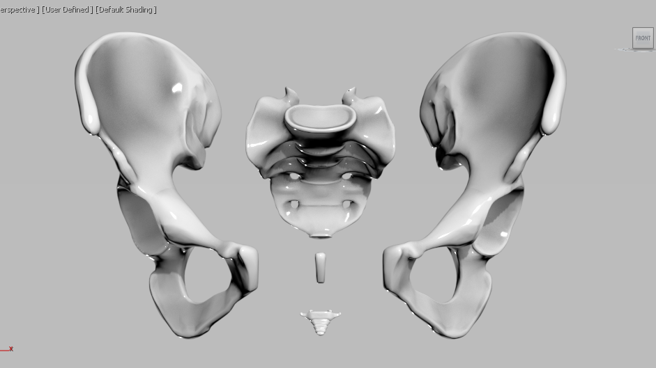 Human Pelvic Bones