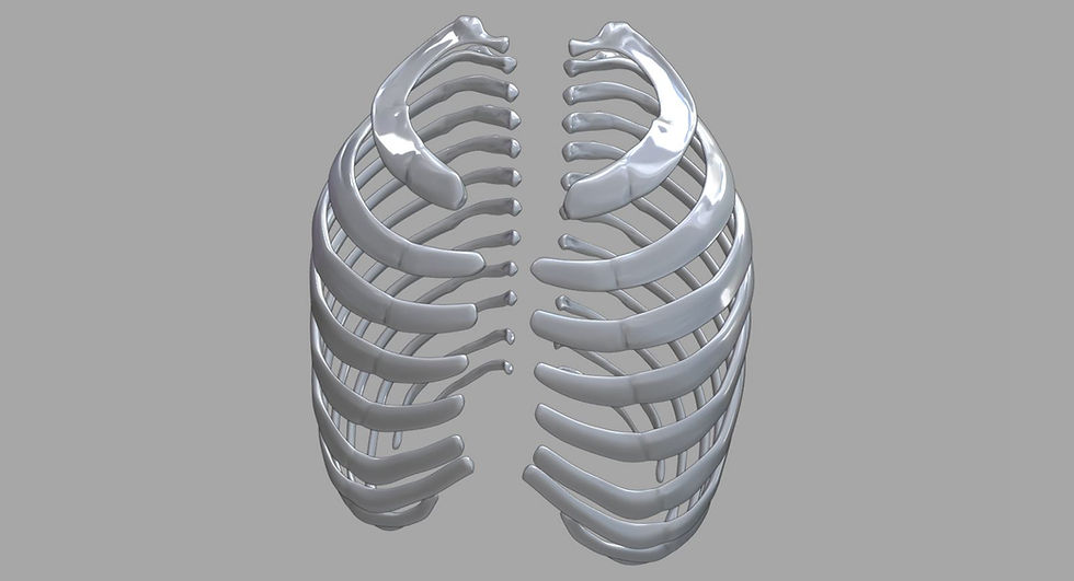 Thumbnail: Human Rib Cage