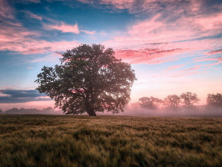 A Plejádiak üzenete, 2022 március