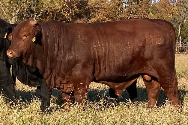 ID 2121 Reg #C1156575 DOB 9-1-21.JPEG