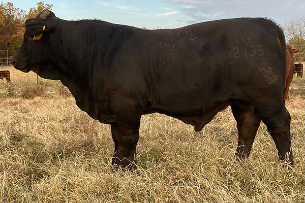 ID 2135 Reg # C1156556 DOB 10-2-21.JPEG