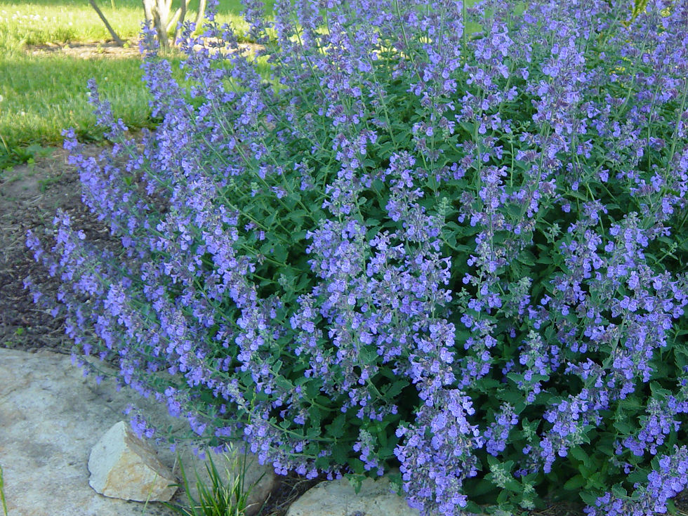 Catmint
