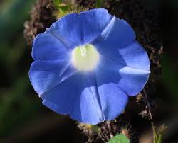 Calystegia Macrostegia