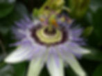 Passion Flower Vine