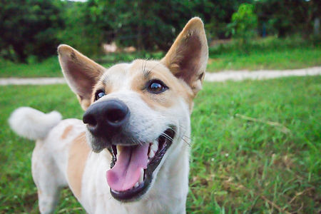 Dog on a green grass outdoors.jpg