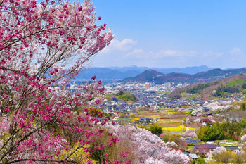 １６花見山・福島市（Kokiさん）.jpg