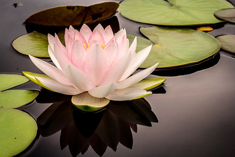 Pink water lily blooming on dark pond surface with green pads.