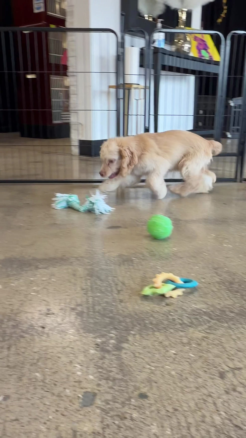 Thumbnail: COCKER SPANIEL