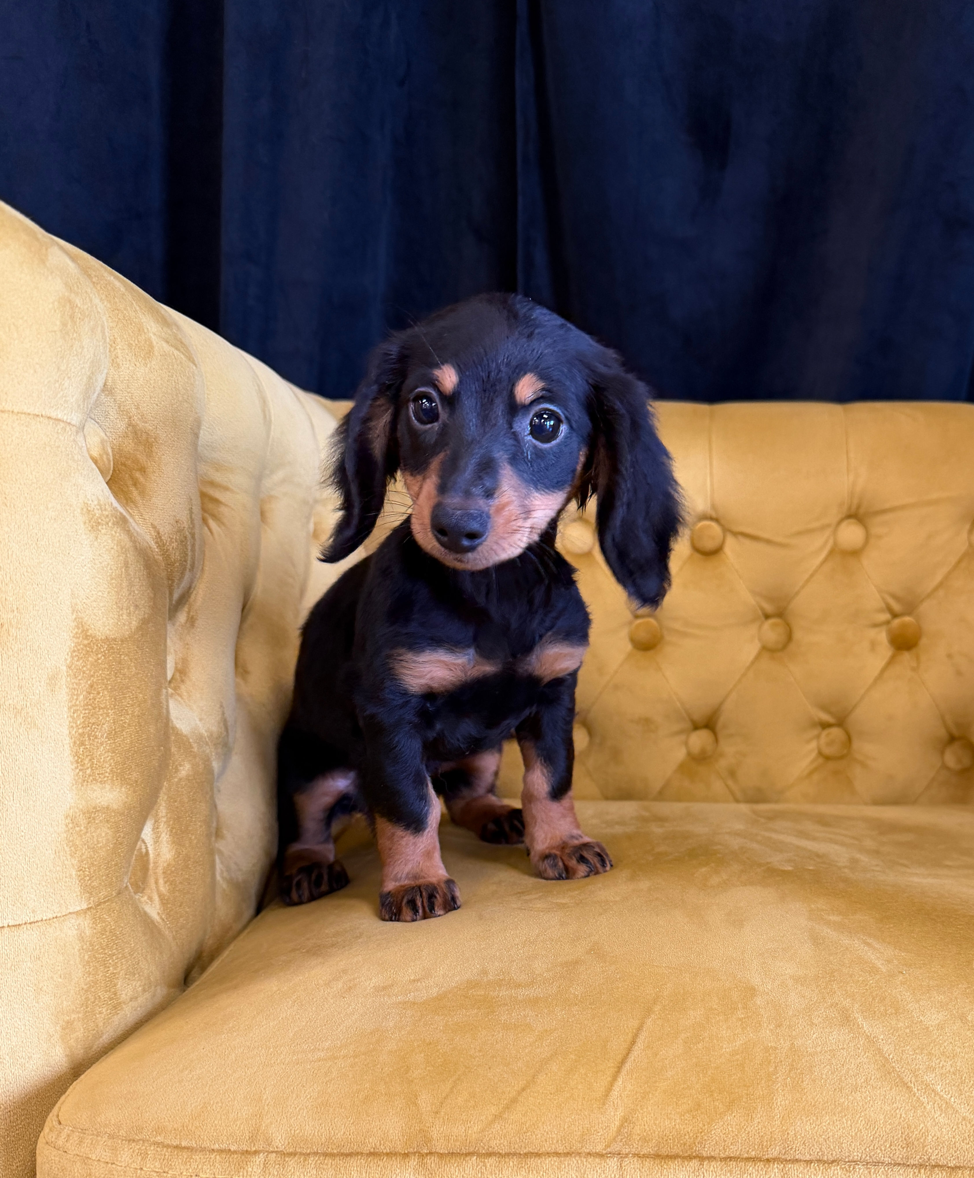DACHSHUND