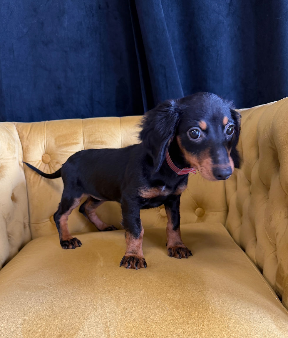 Thumbnail: DACHSHUND