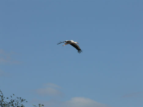 К ВОПРОСУ О ПРОЧТЕНИИ ОДНОЙ ИЗ СТРОК ПОЭМЫ С.А. ЕСЕНИНА «ЧЁРНЫЙ ЧЕЛОВЕК»