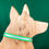 Thumbnail: High Viz 3/4" Biothane Dog Collars