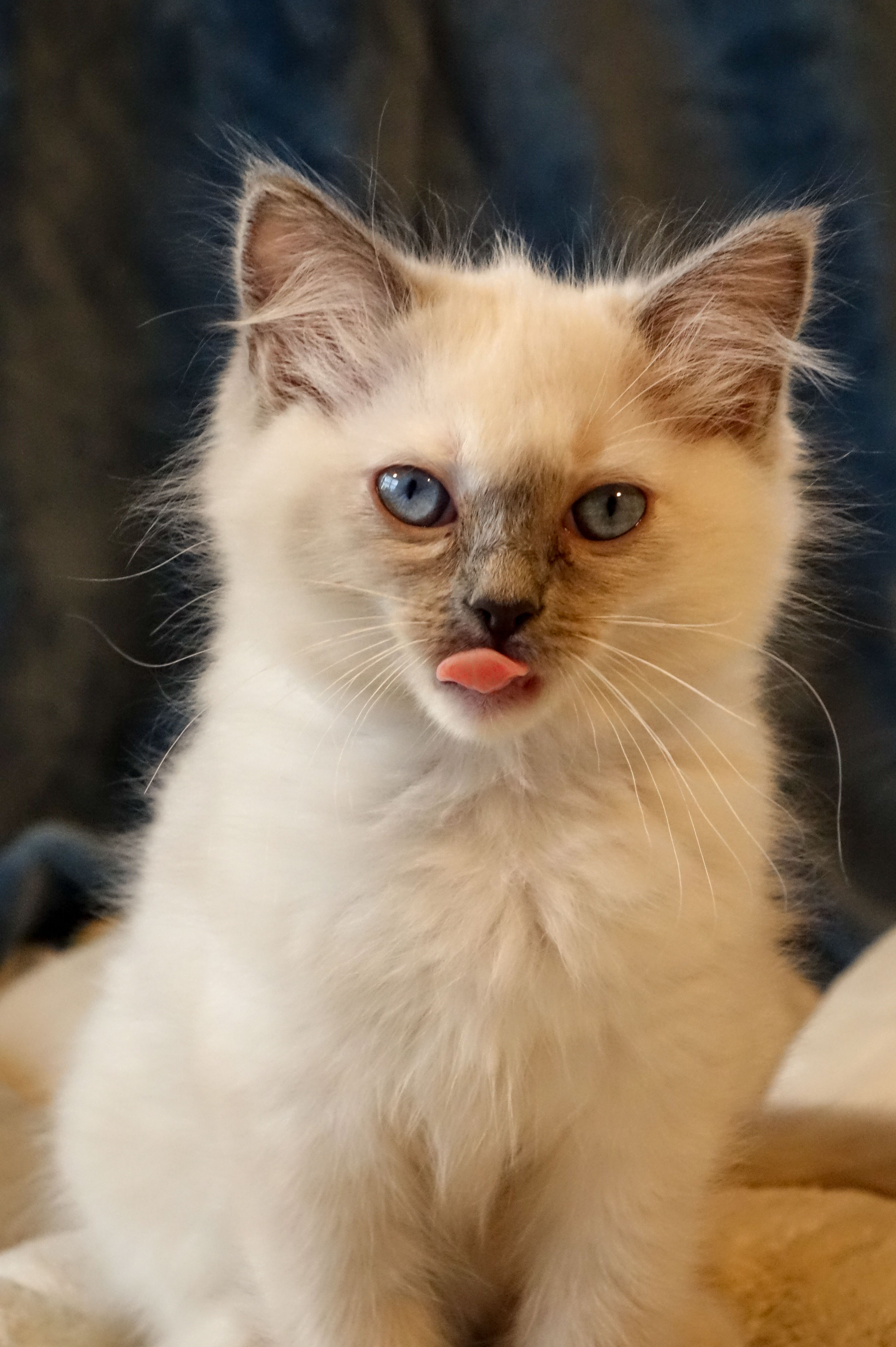 Bibi