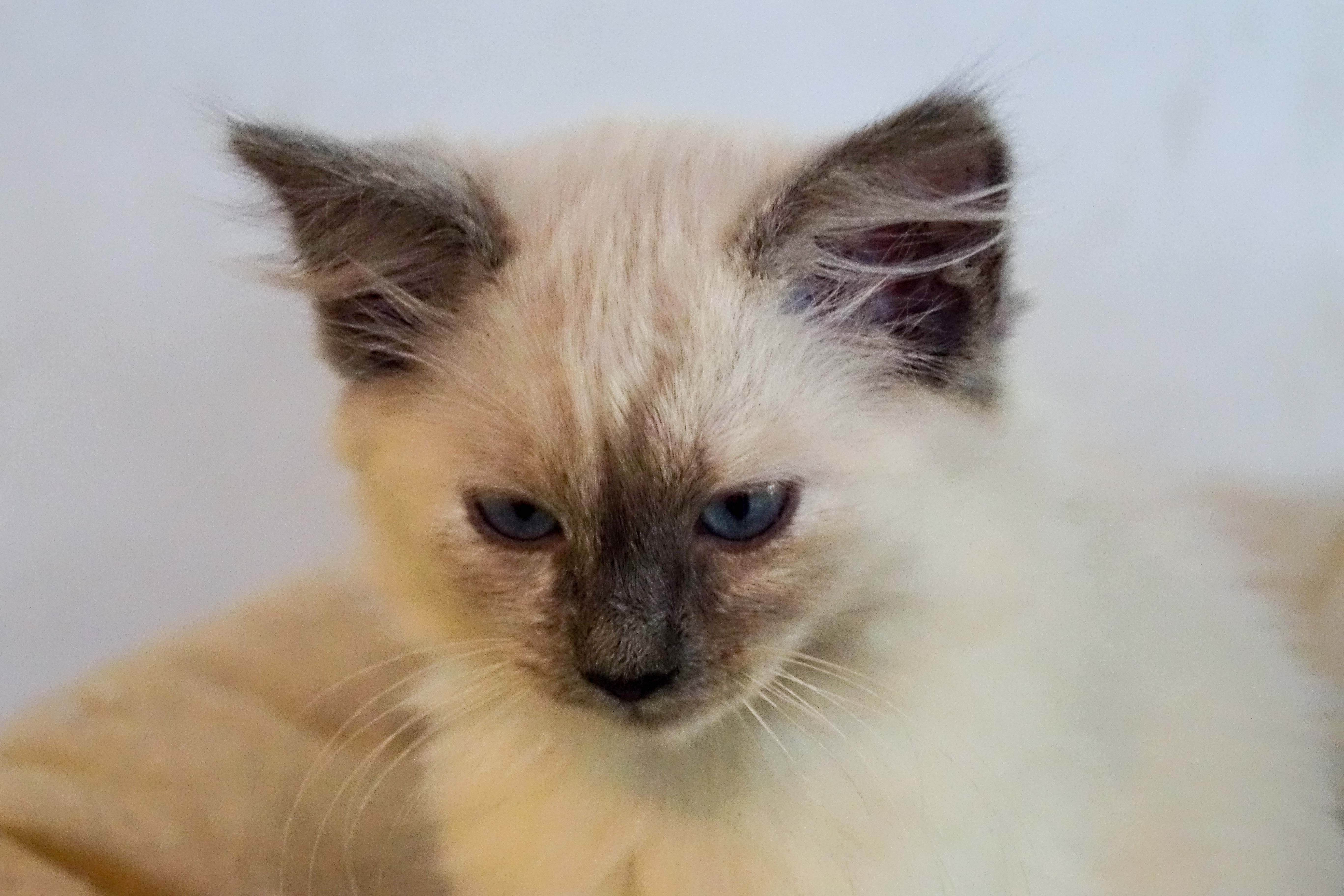 Milou