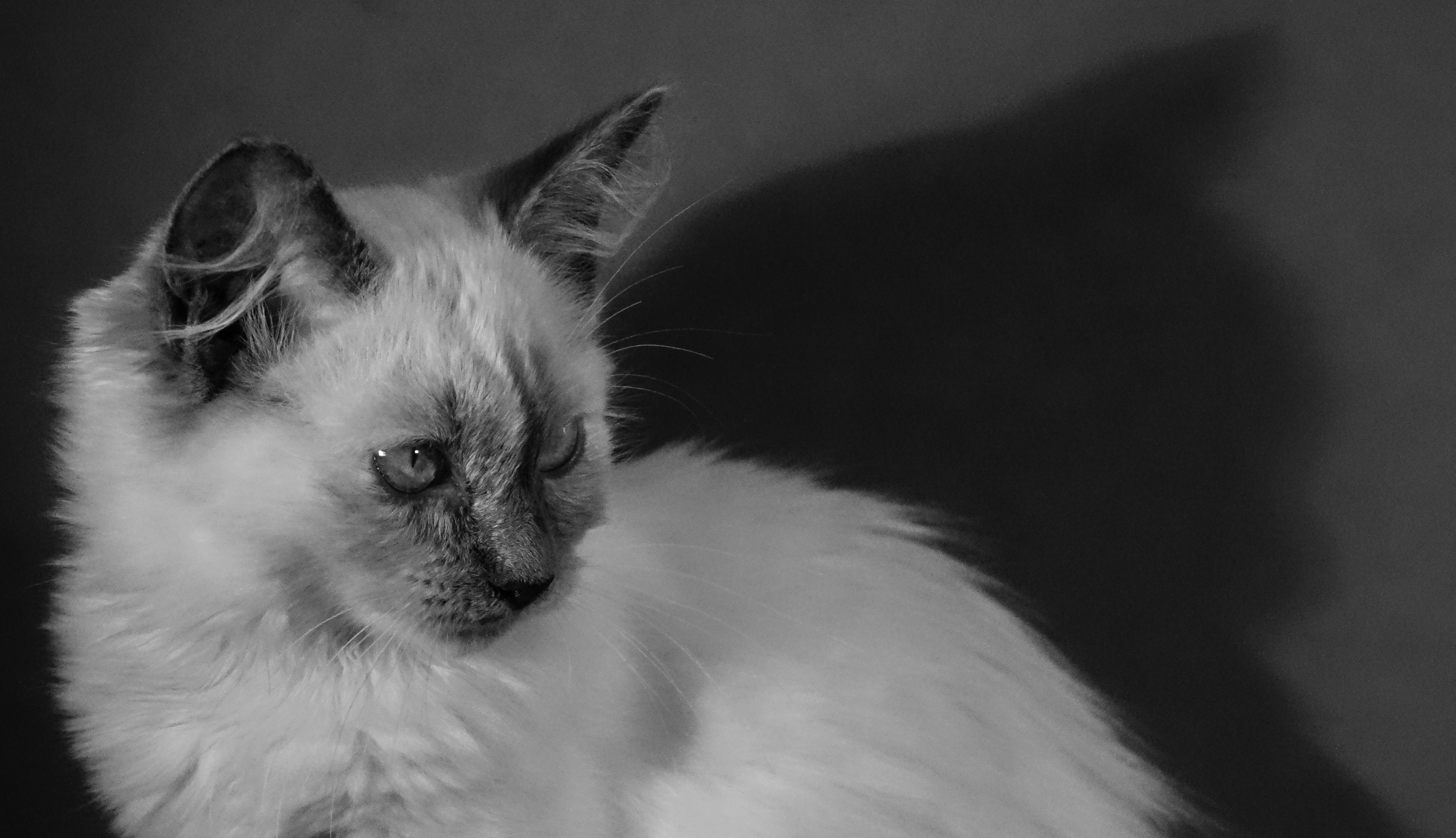 Milou