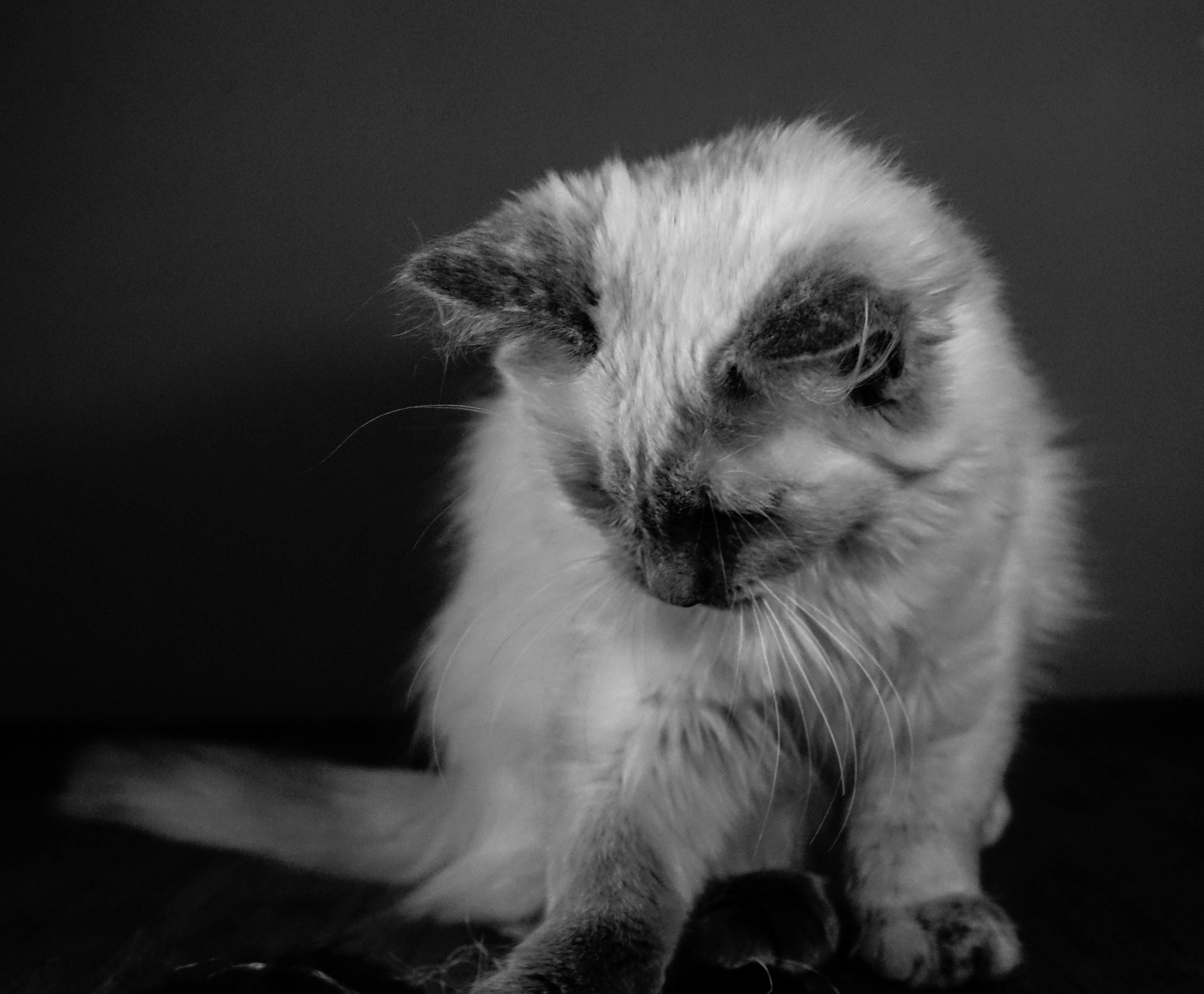 Milou