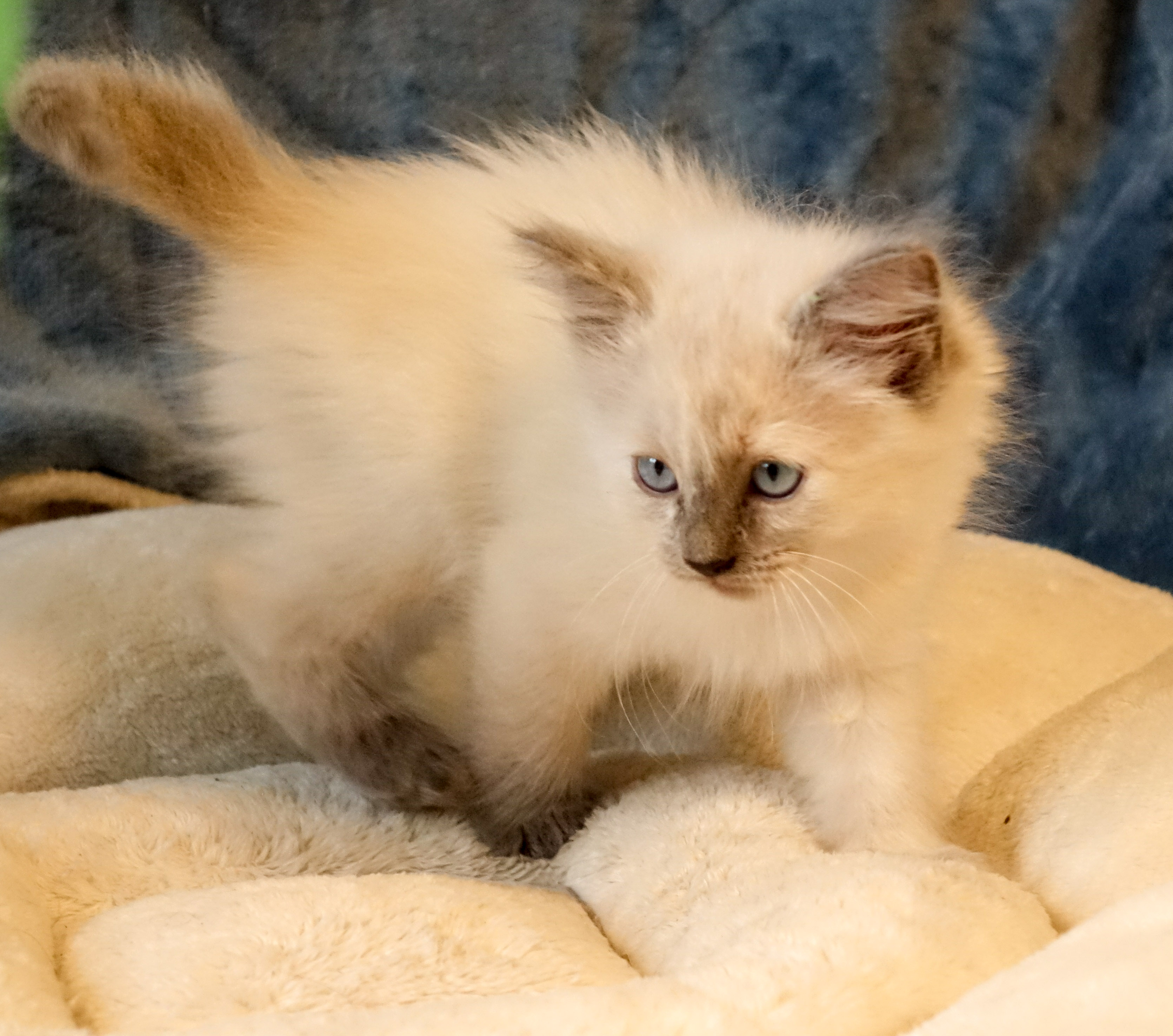 Milou