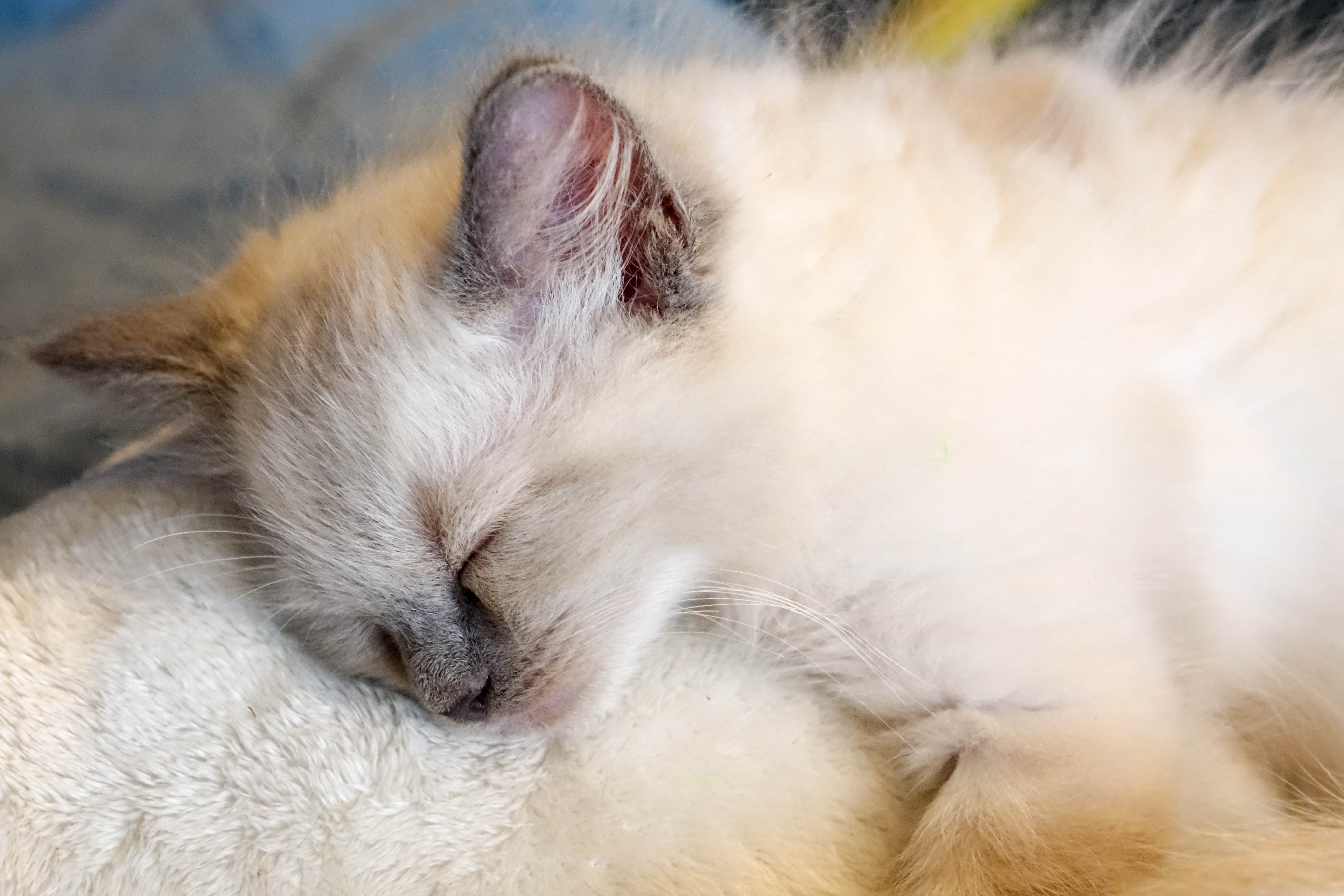 Milou