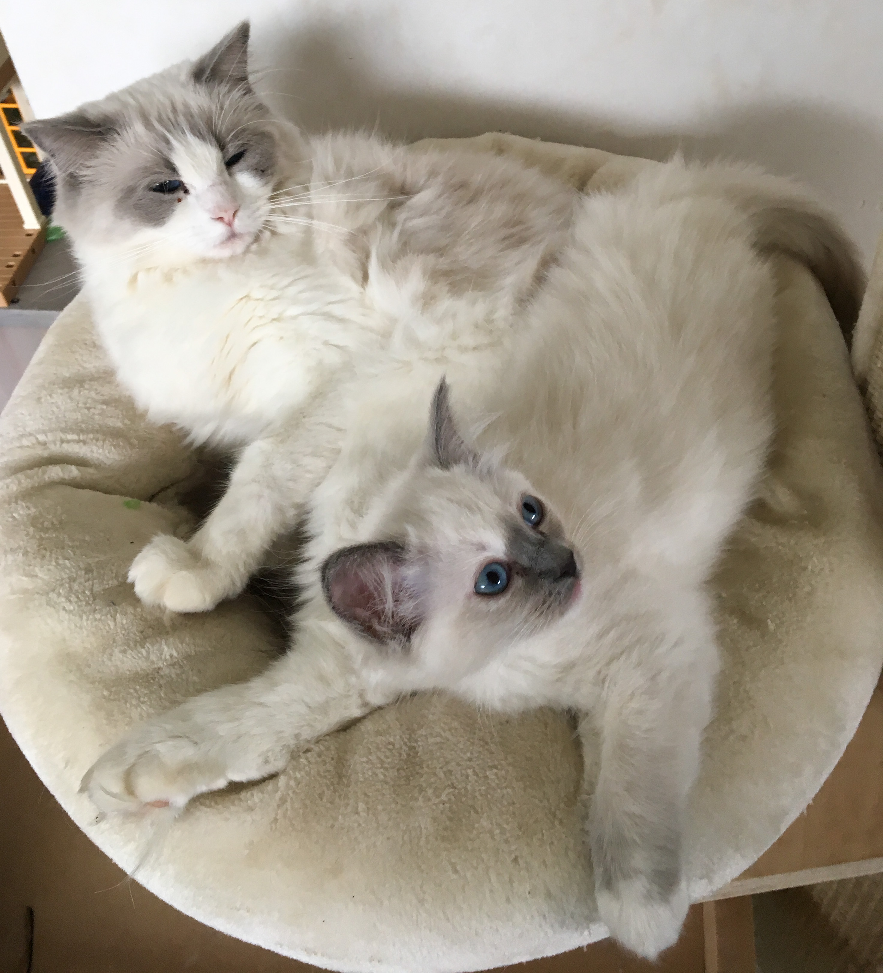 Pippa en Bibi
