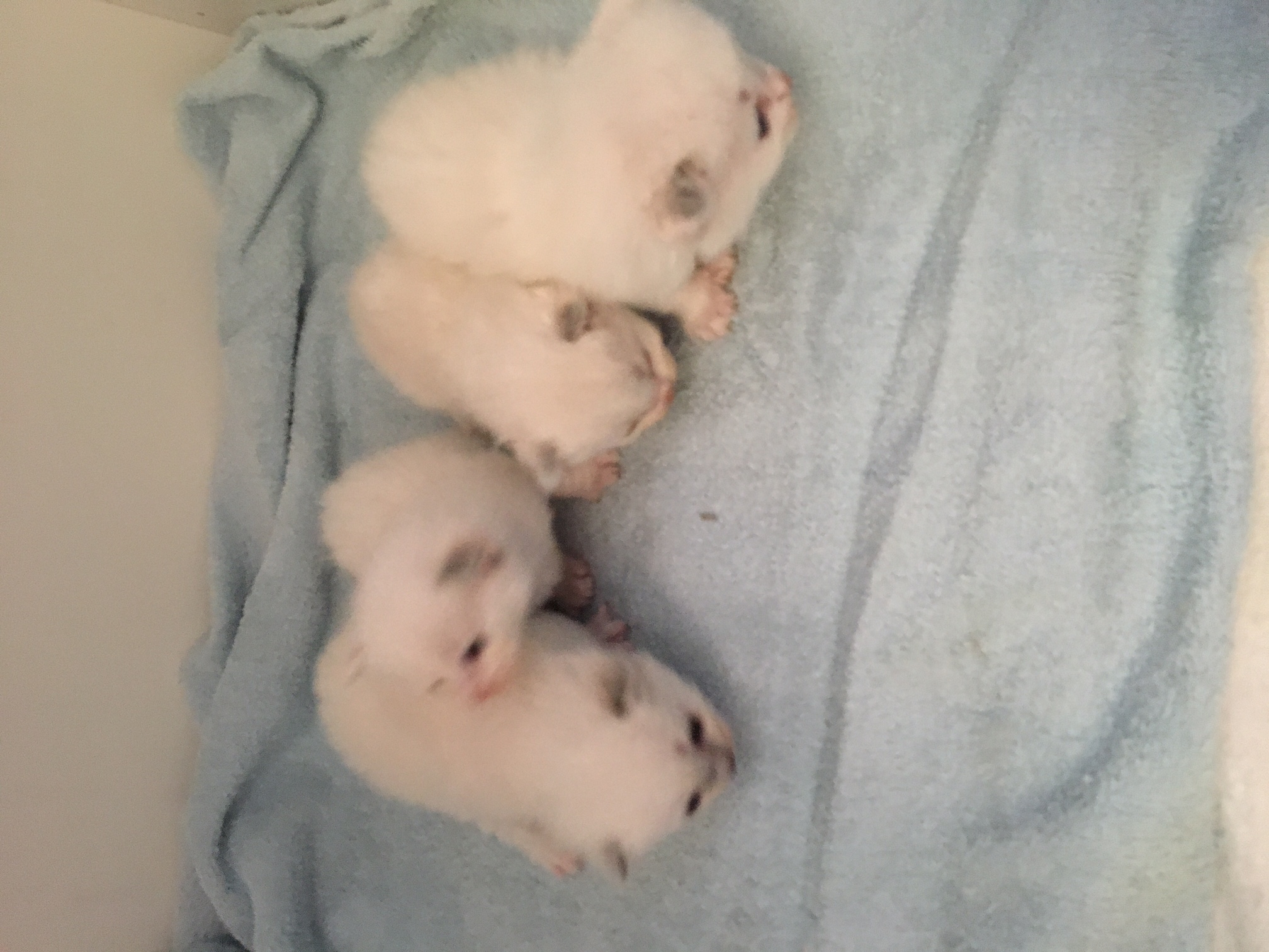 Nestje Pippa & Man