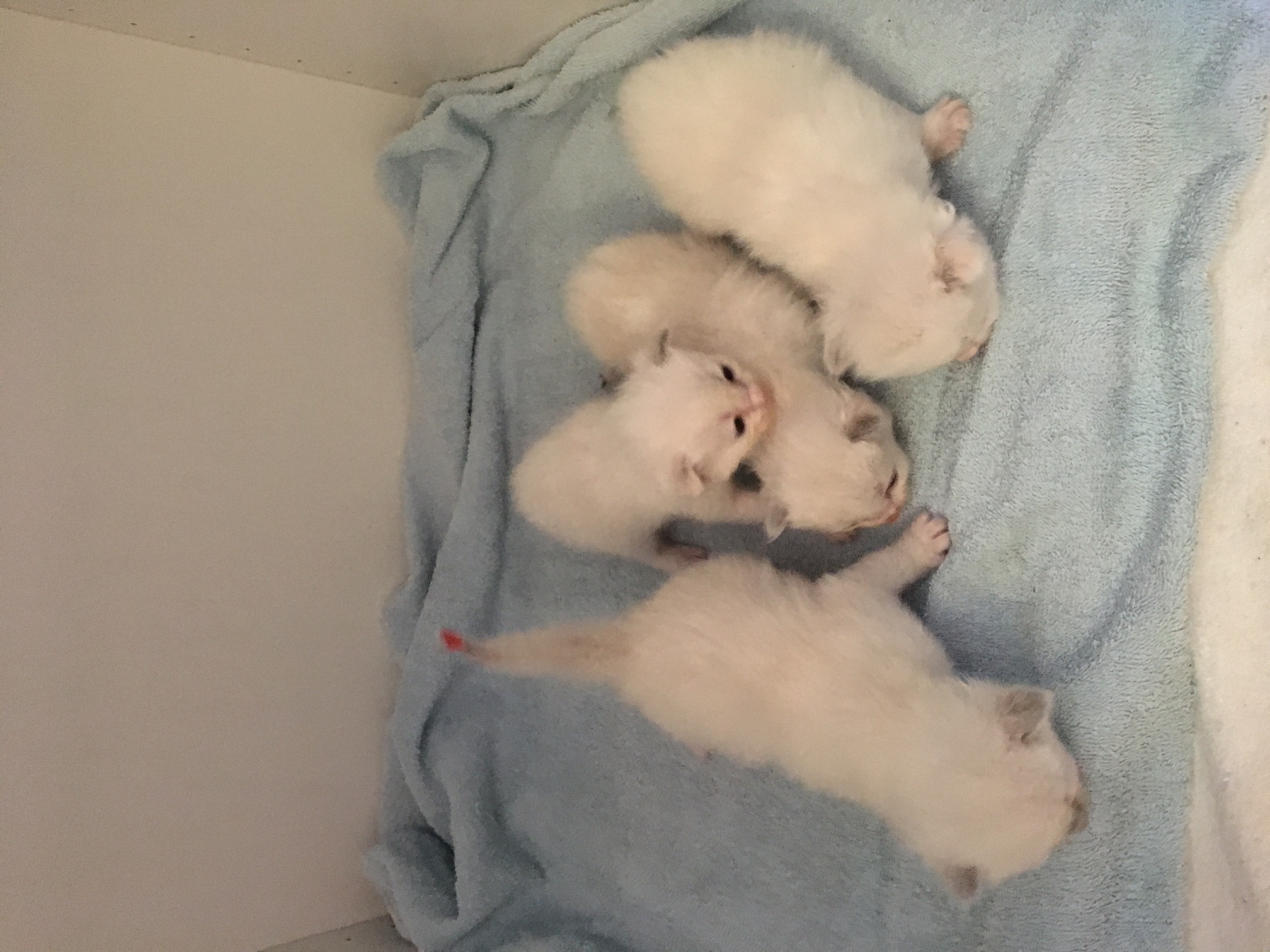 Nestje Pippa & Man
