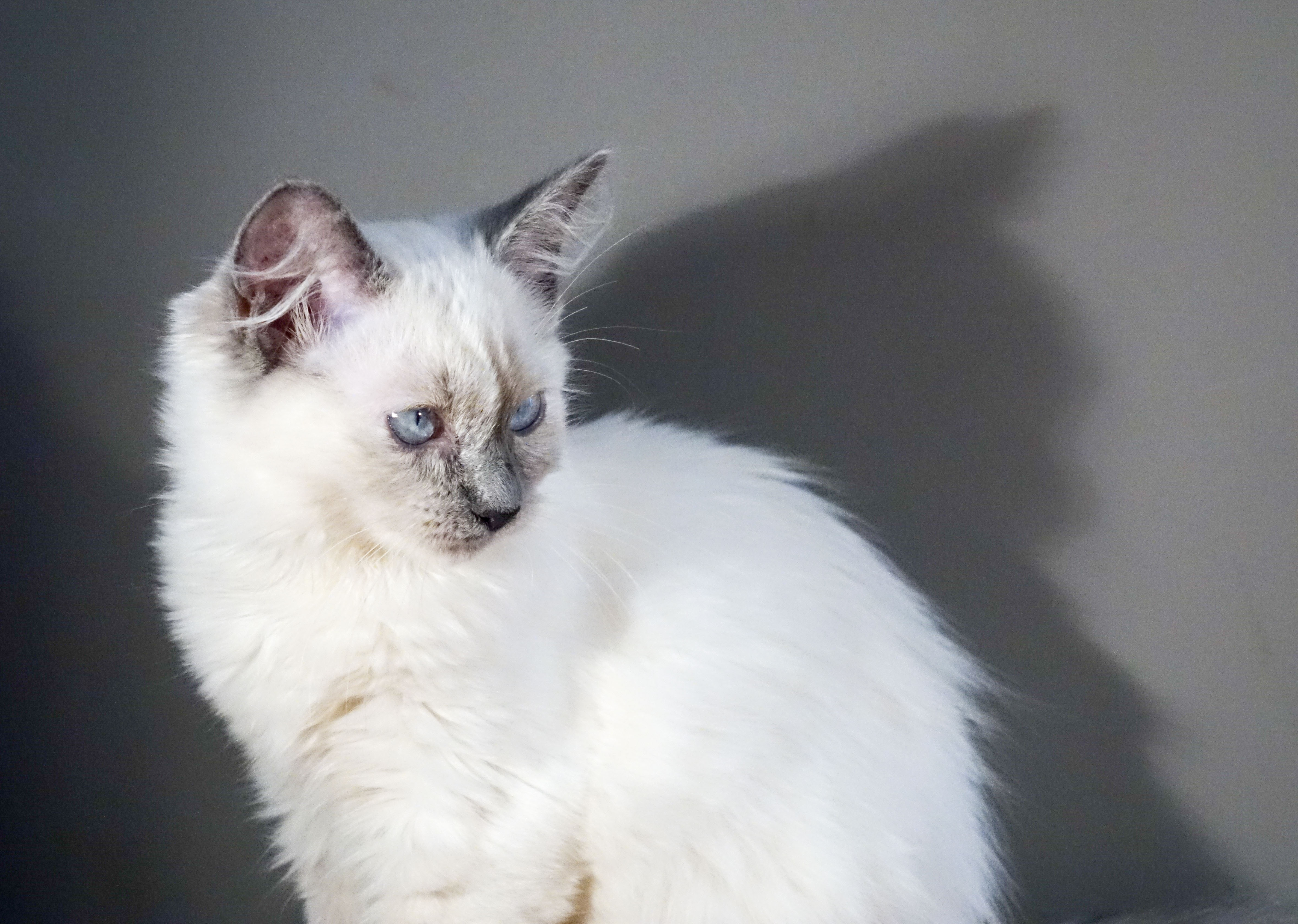 Milou