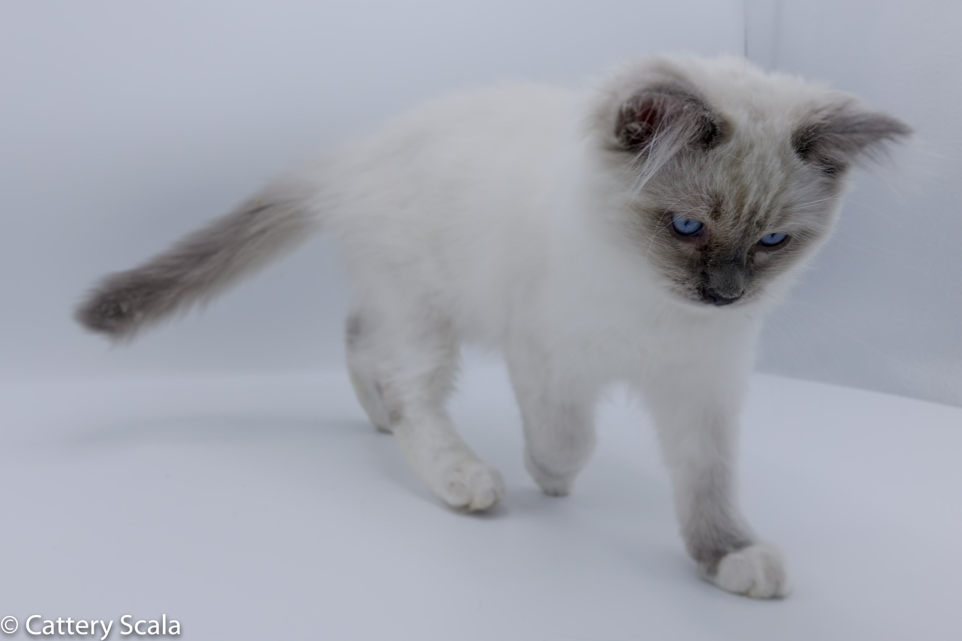 Gizmo of Scala