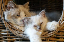 Pippa en Bibi