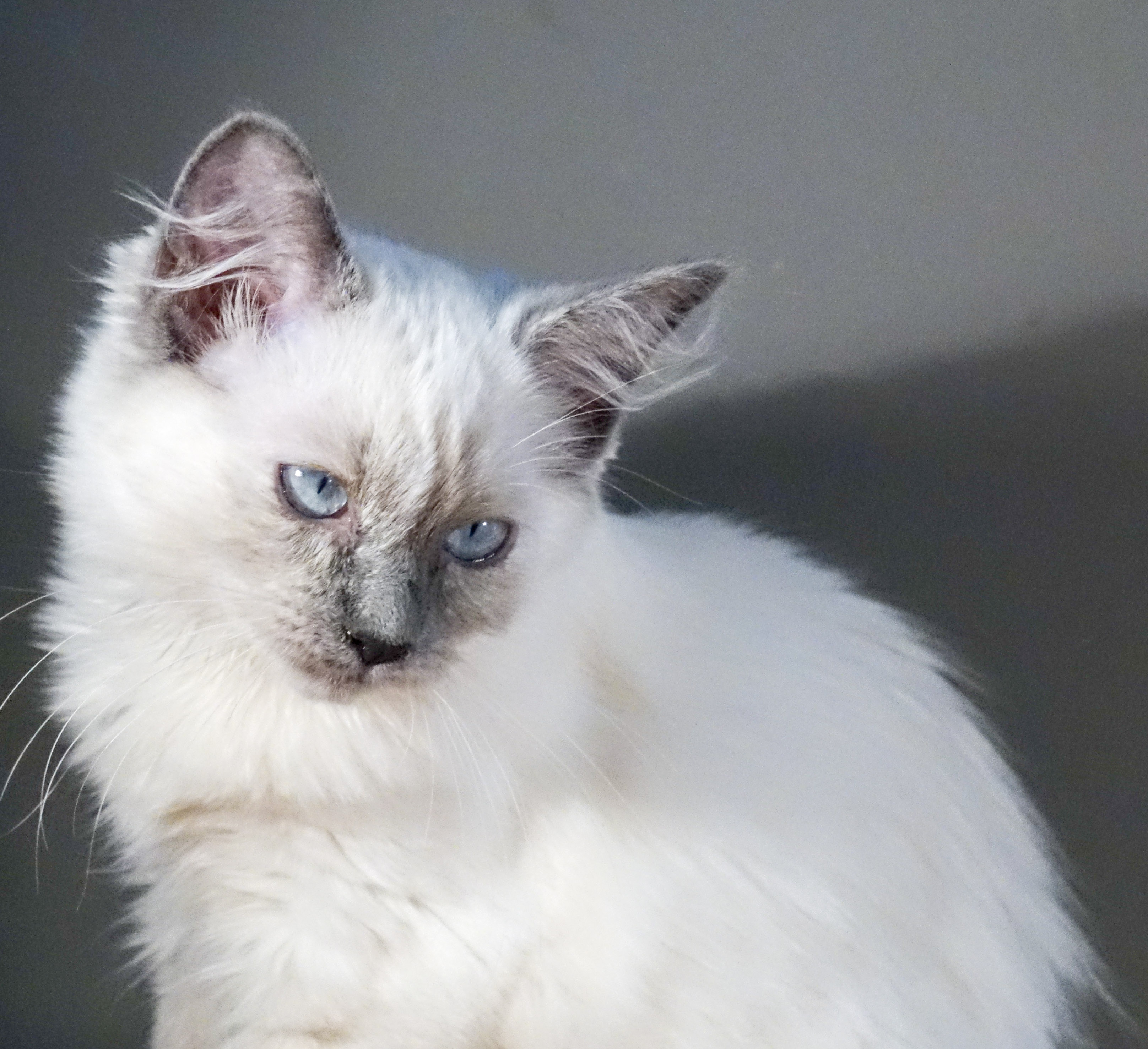 Milou