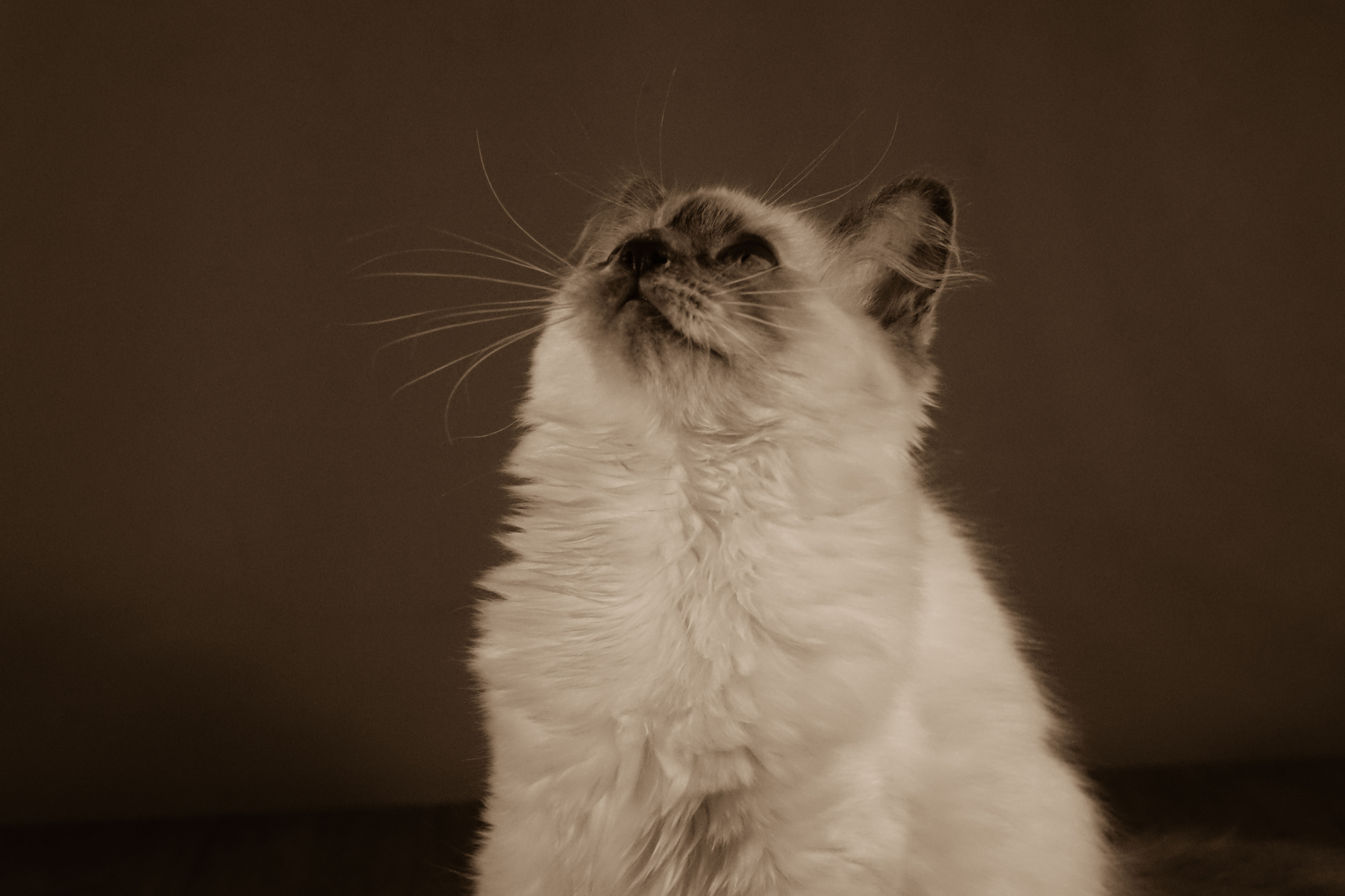 Milou