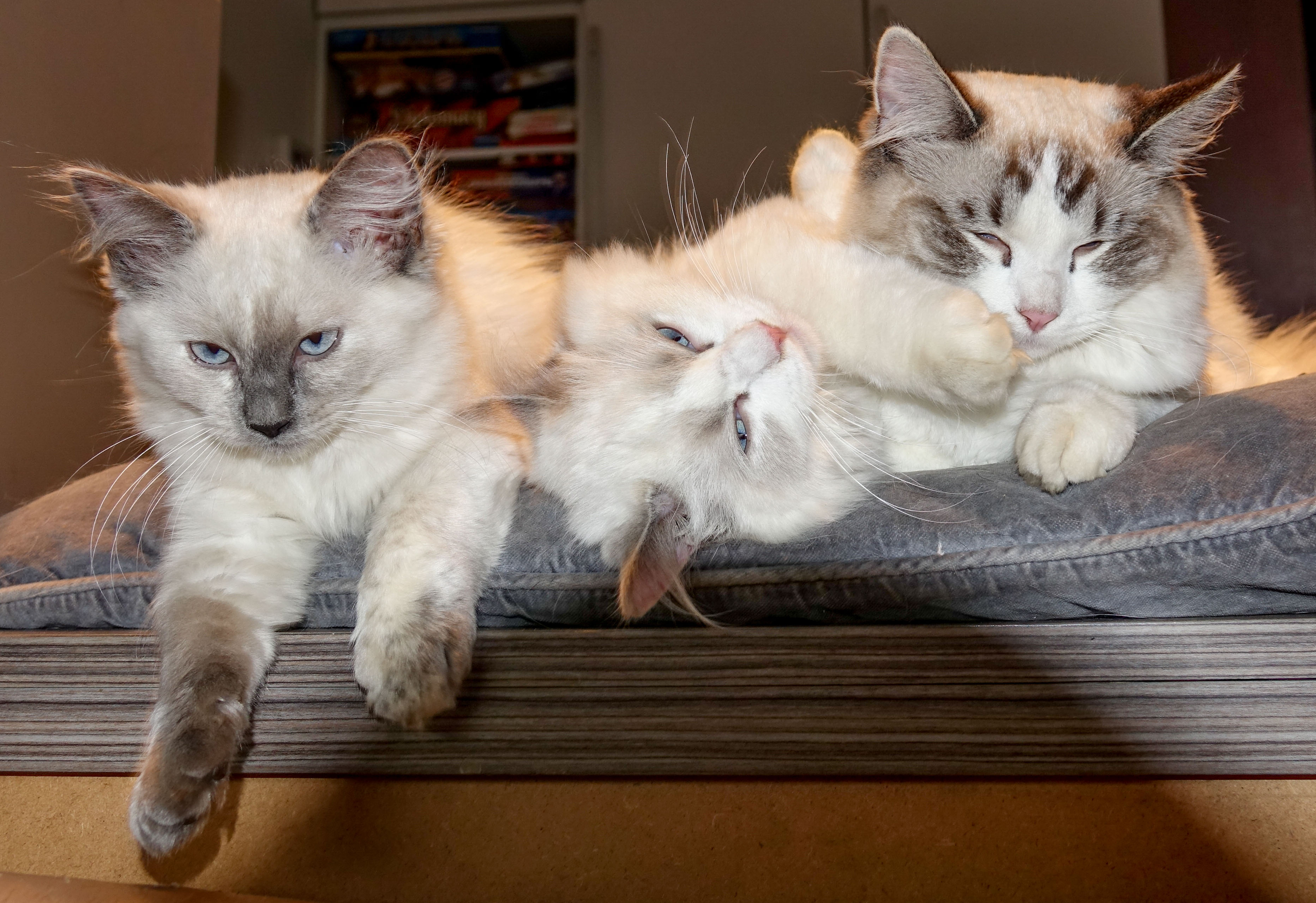 Milou, billie, adele