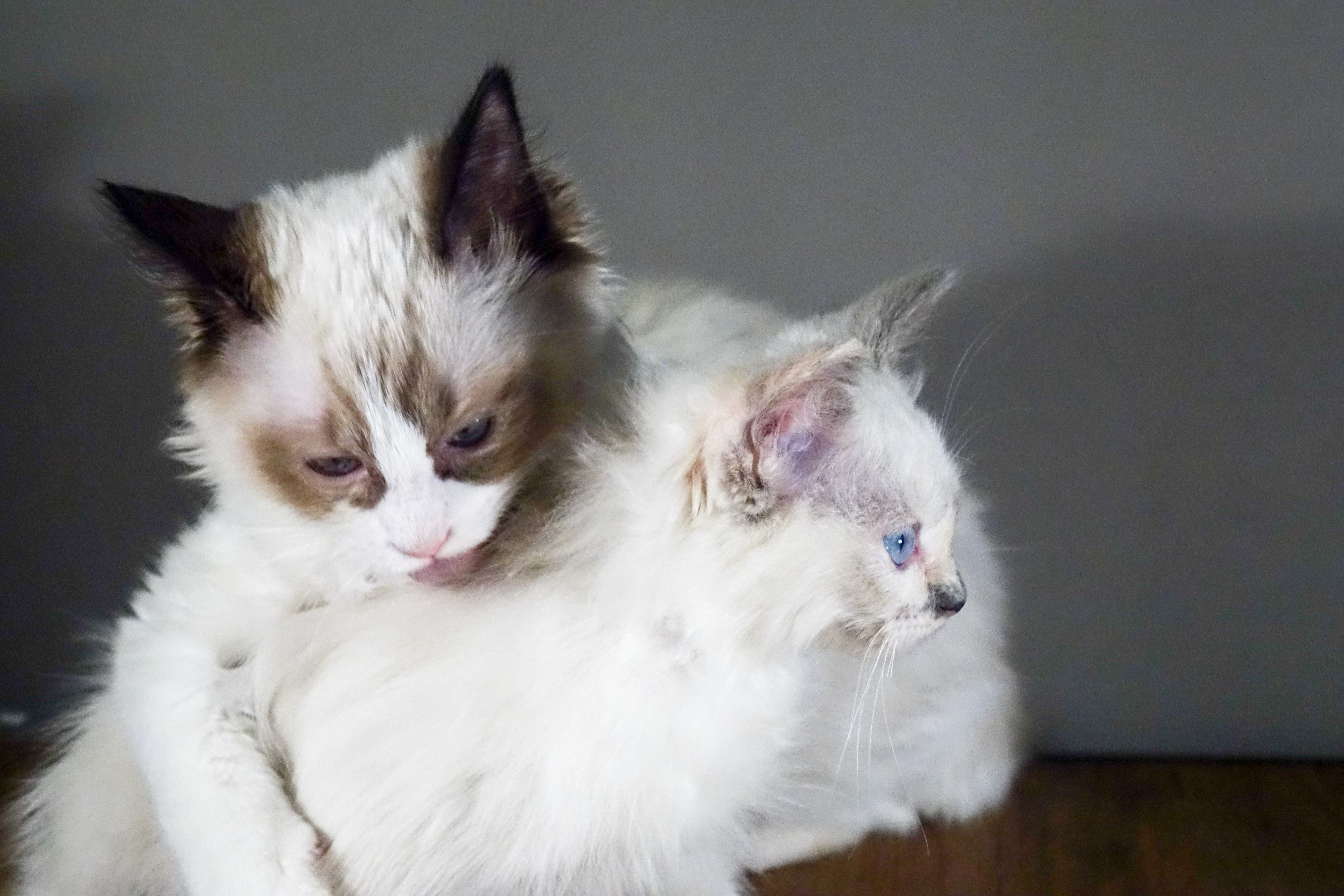 Eleonore T. & Bowie