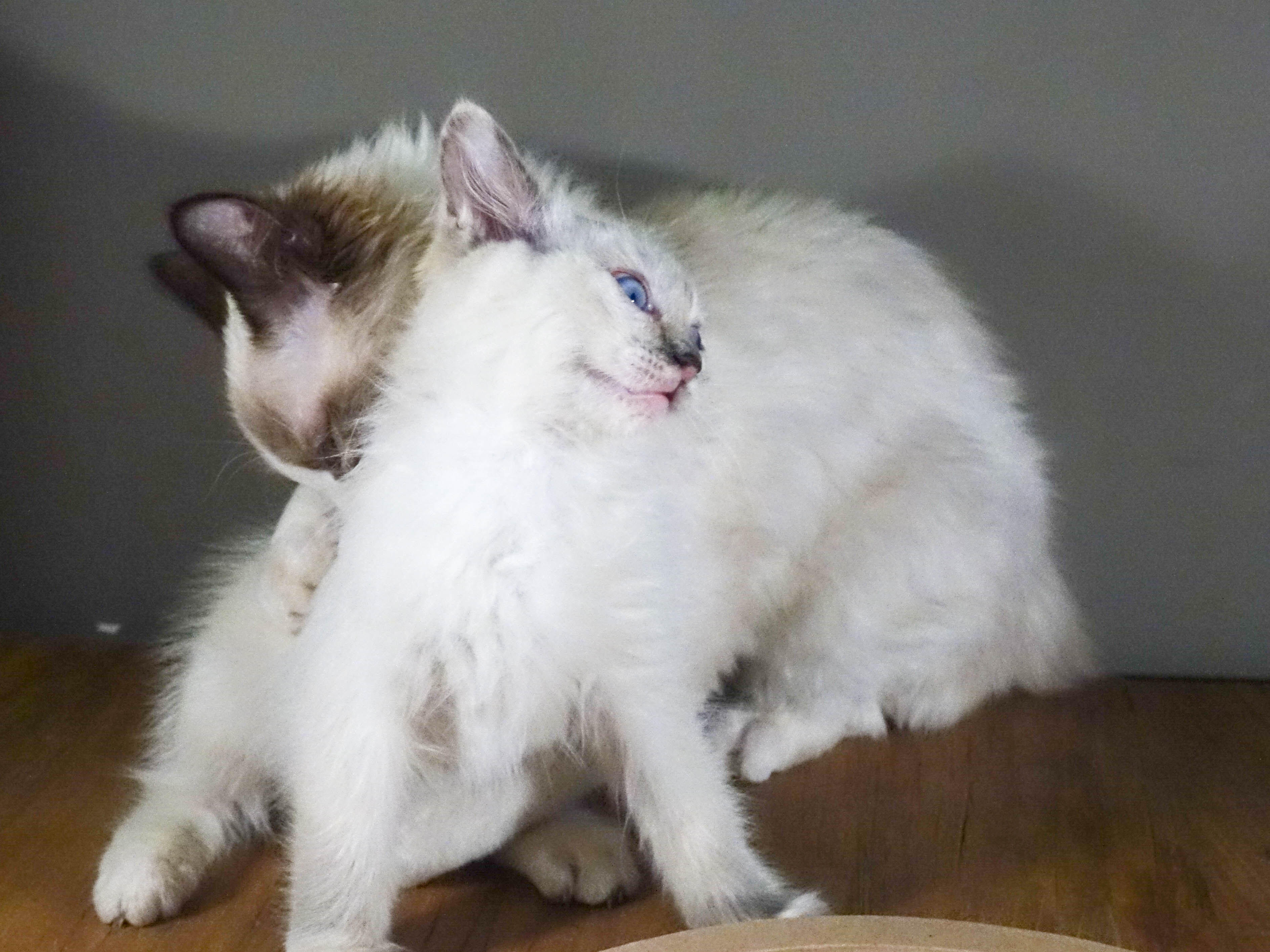 Eleonore T. & Bowie