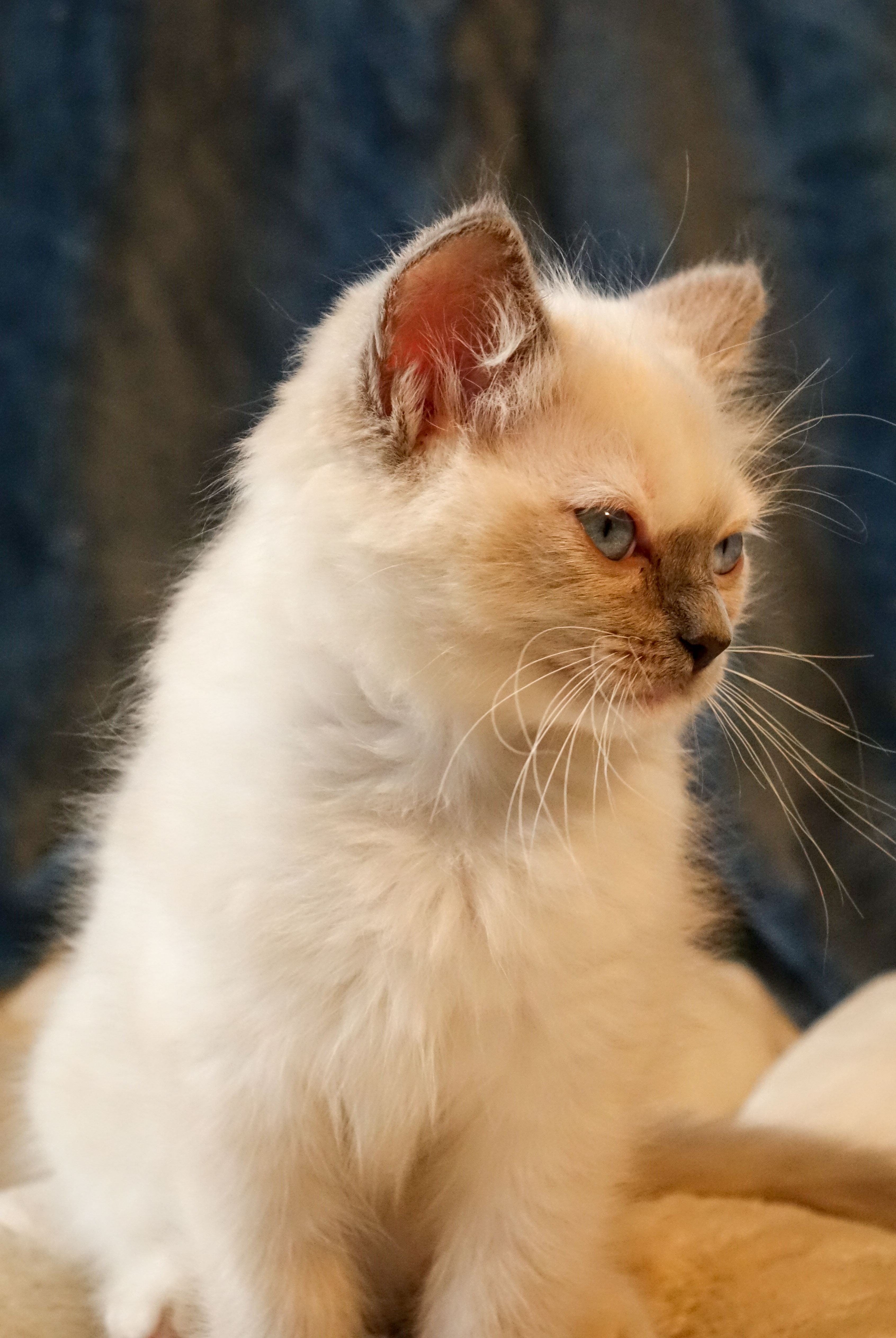 Bibi