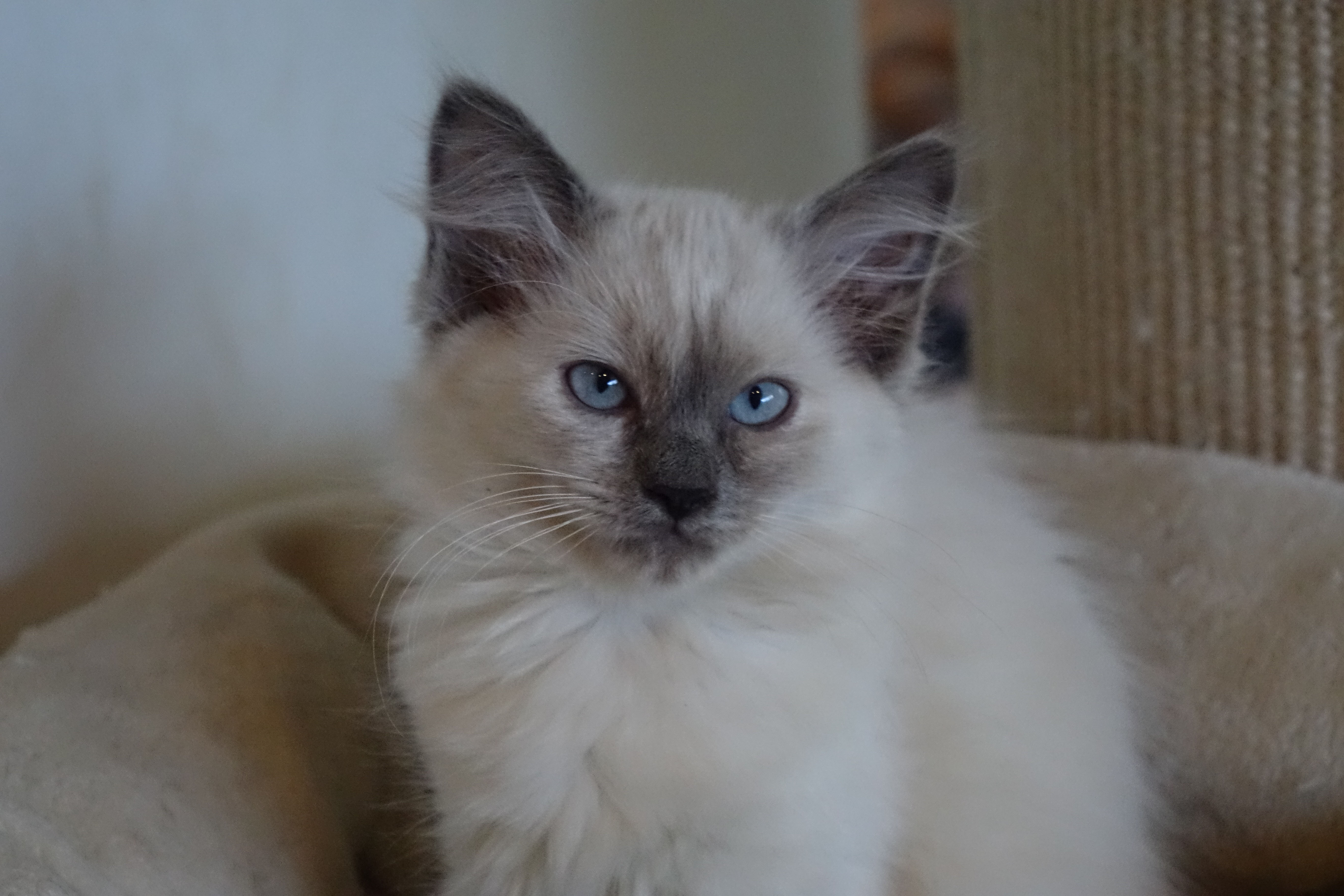 Milou