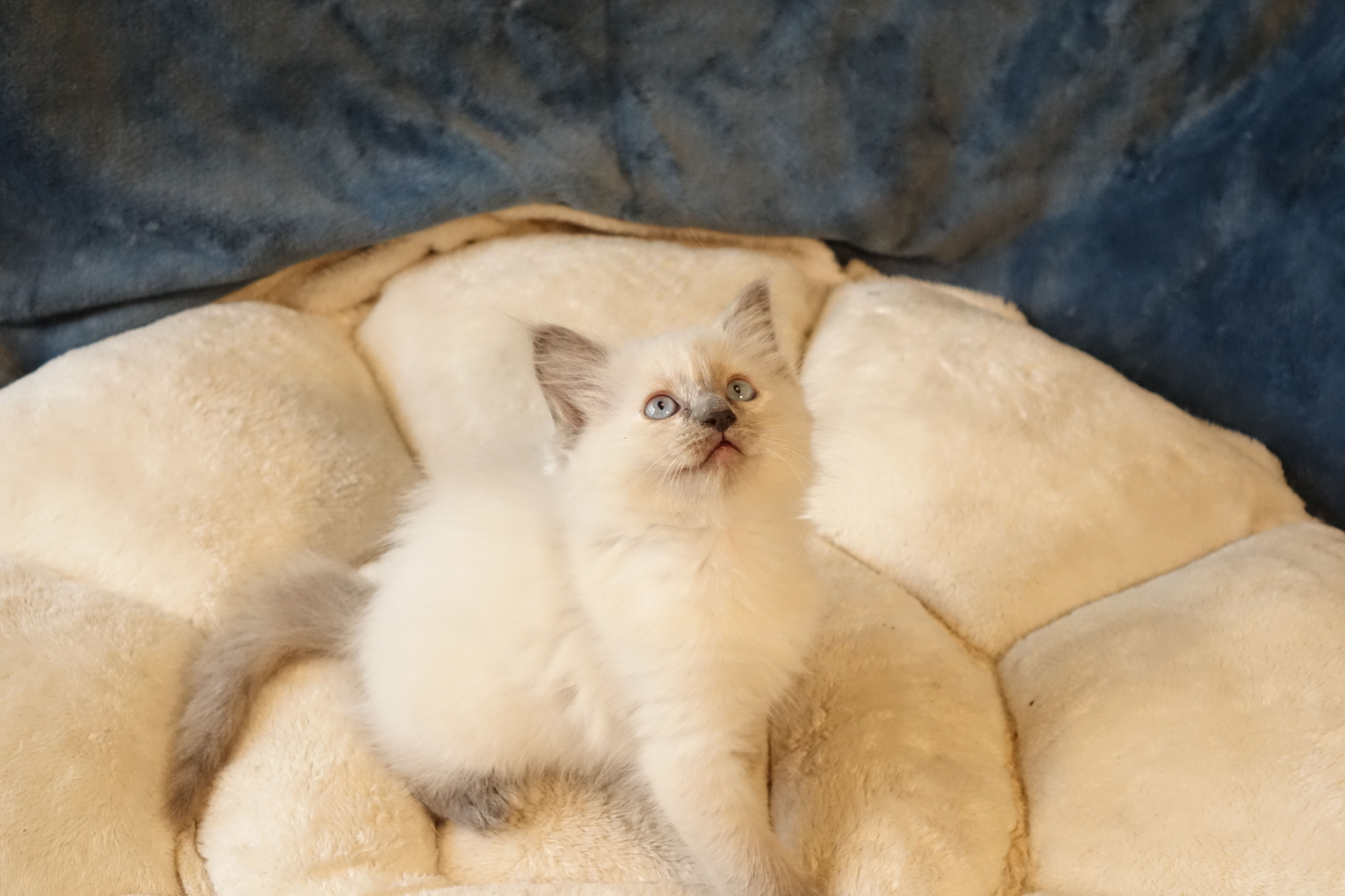 Milou