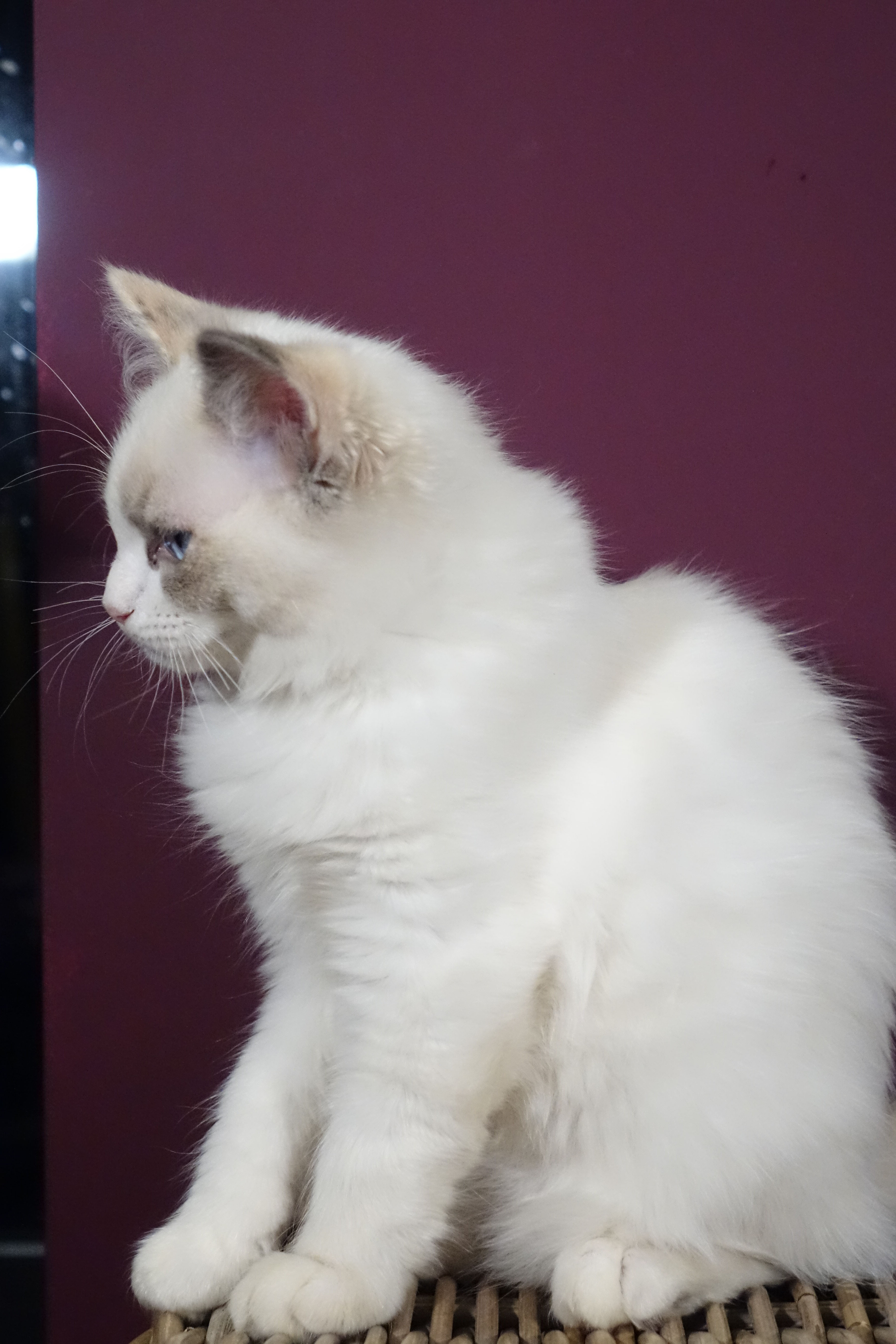 Nugget