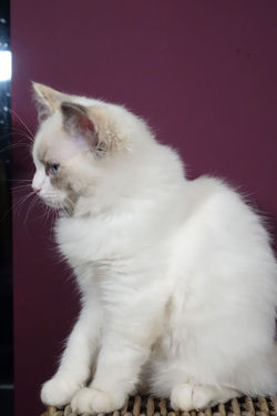 Nugget