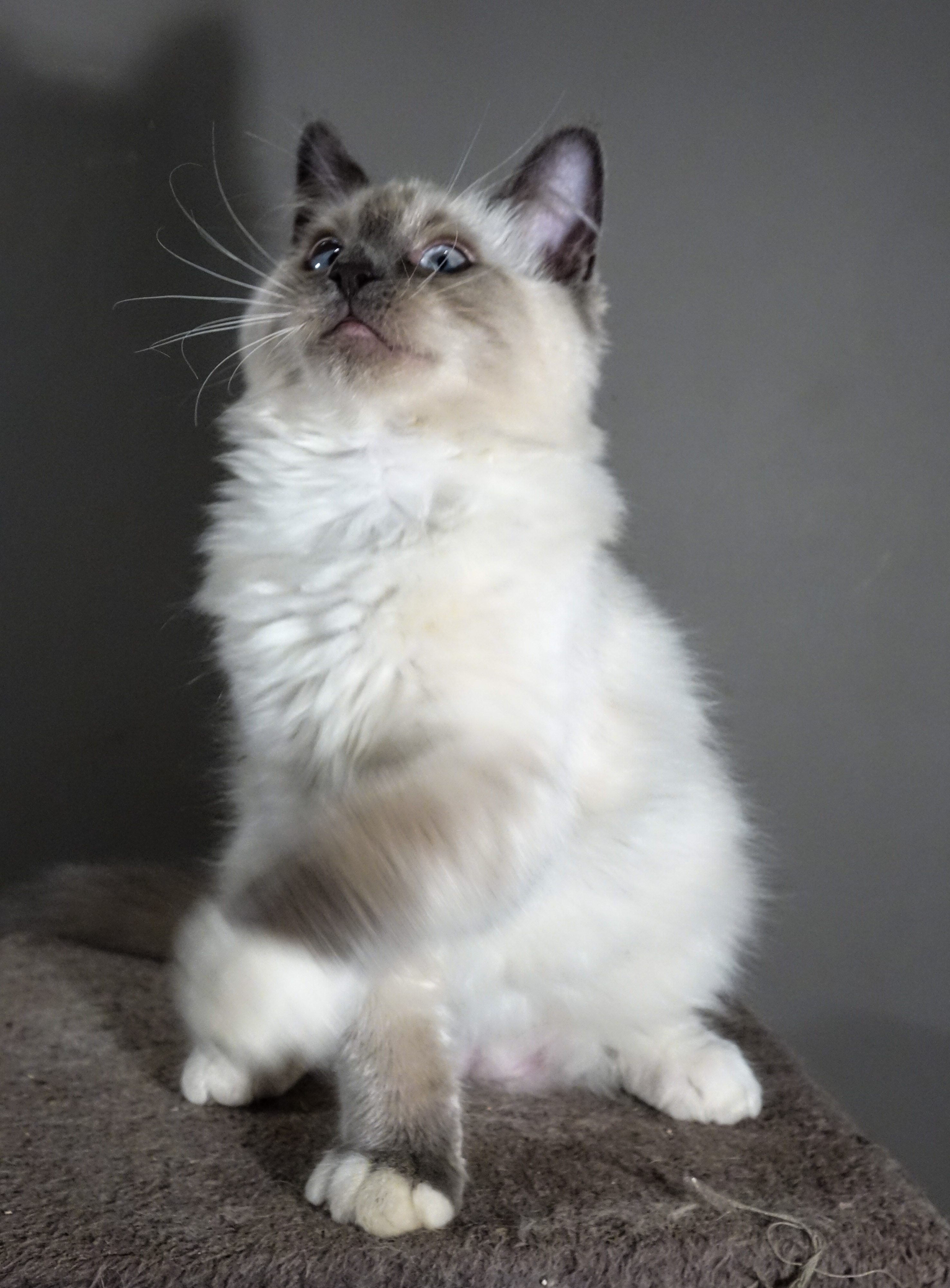 Puccini
