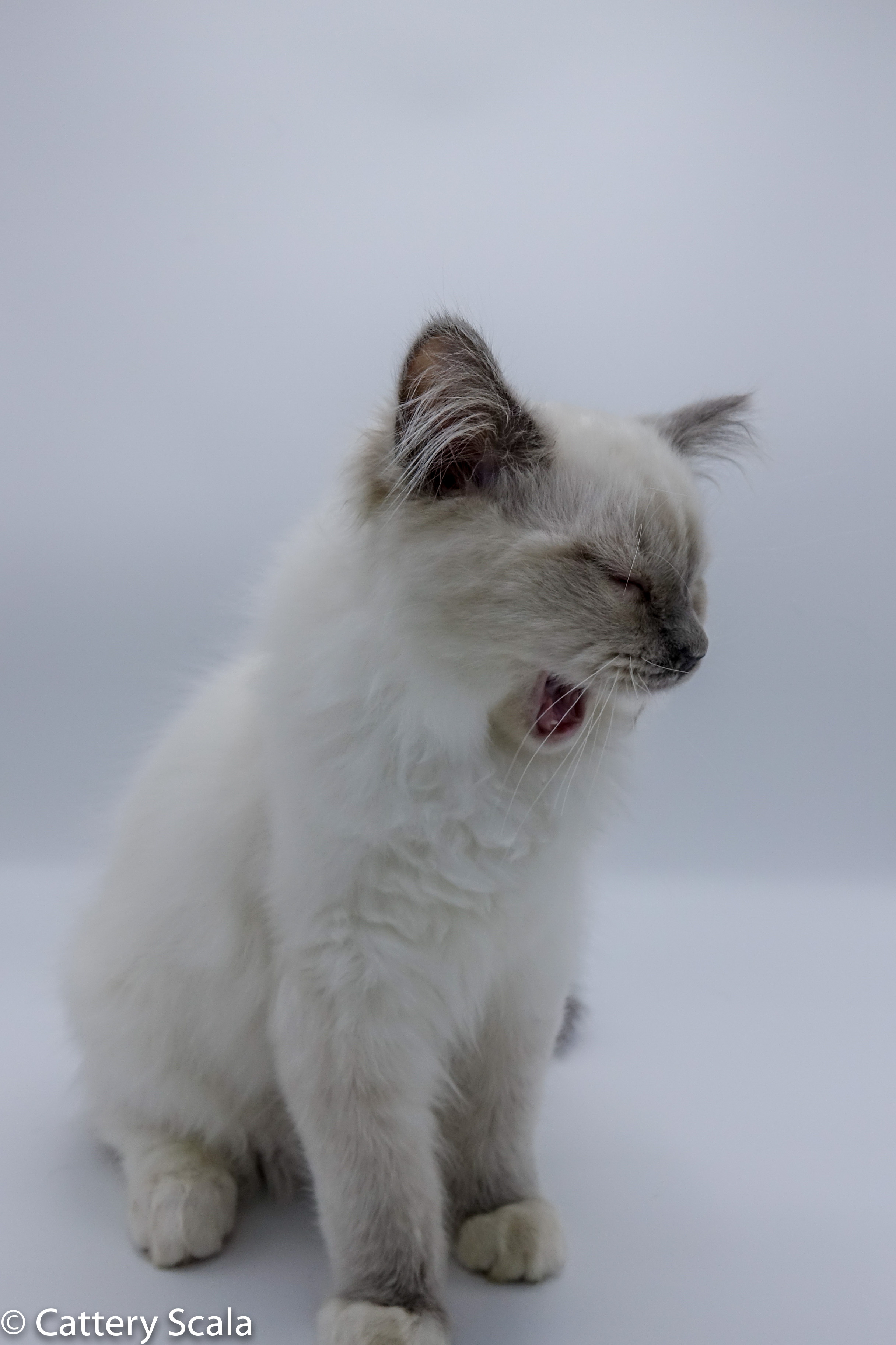 Gizmo of Scala