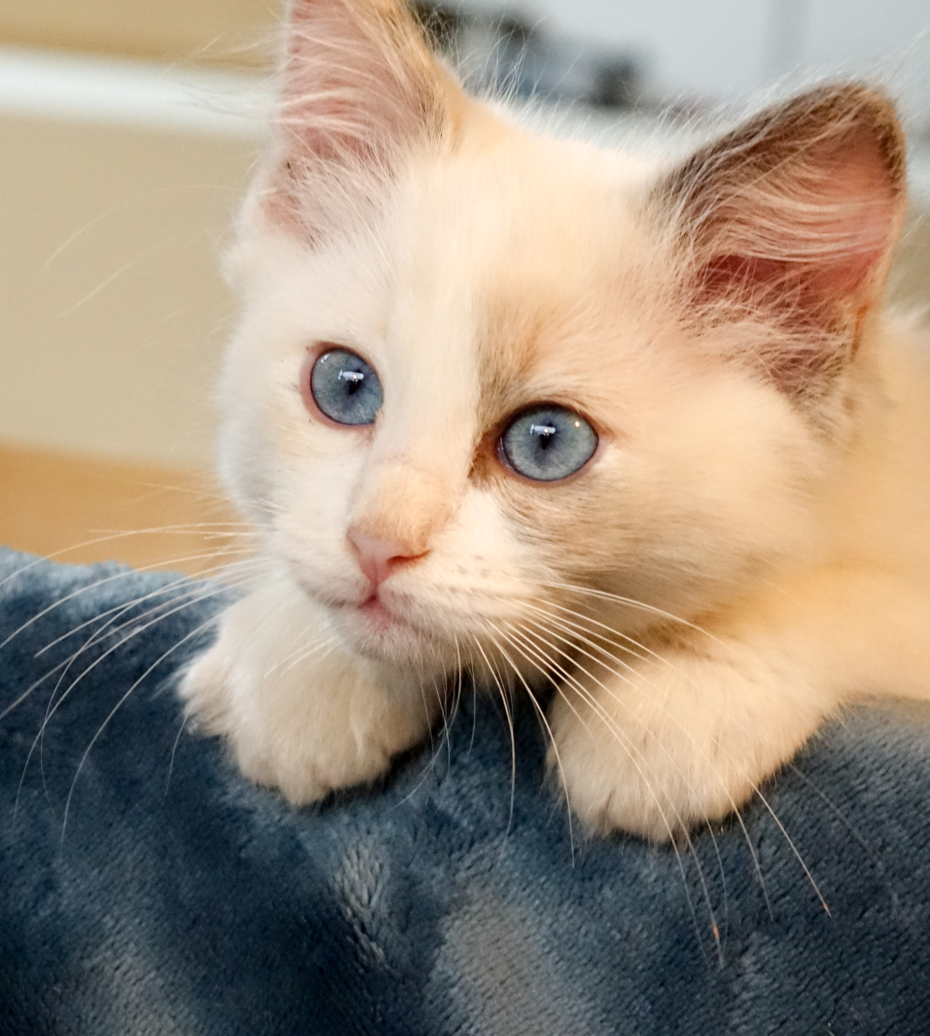 Nugget
