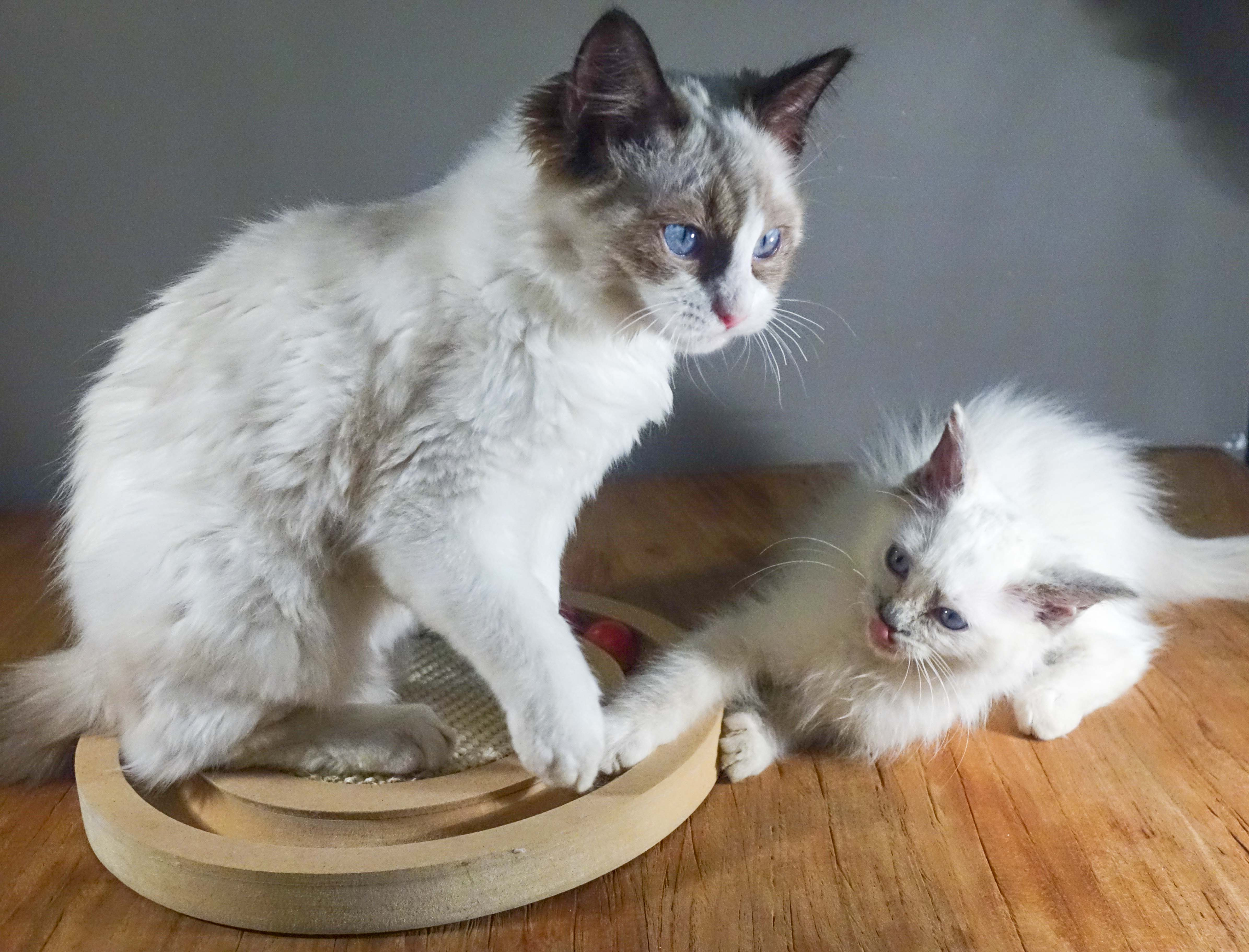 Eleonore T. & Bowie