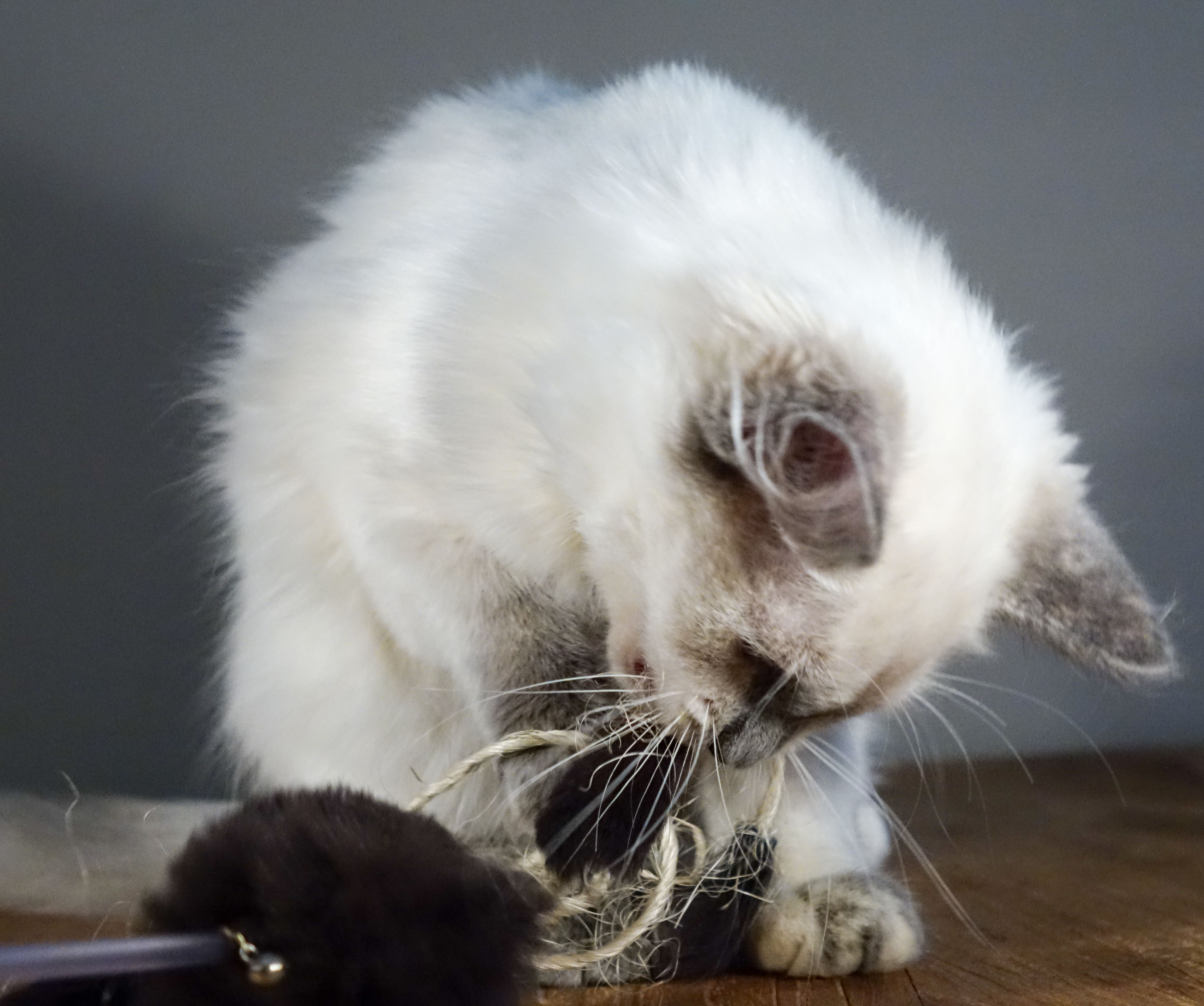 Milou